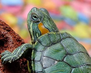 Черепаха Фэн-Шуй