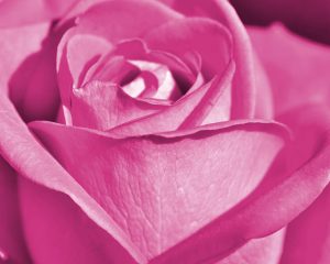 Эффекты розового цвета по Фэн-Шуй