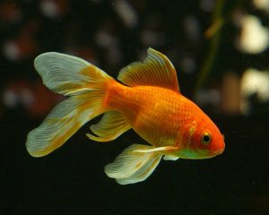 Гадание на три желания "Золотая рыбка"